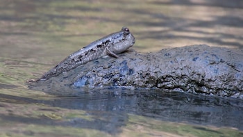 La respiración cutánea permite a