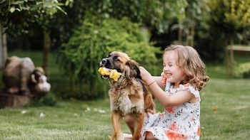 Los perros superdotados pueden aprender