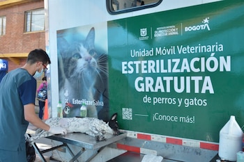 Las jornadas de esterilización se realizarán con unidades móviles en varias localidades y en puntos fijos de la Unidad de Cuidado Animal en Engativá y la Universidad Nacional - crédito Idpyba