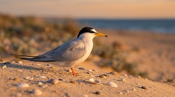 Un ave de plumaje gris y blanco con pico amarillo y punta negra se encuentra sobre la arena cubierta de conchas al atardecer.
