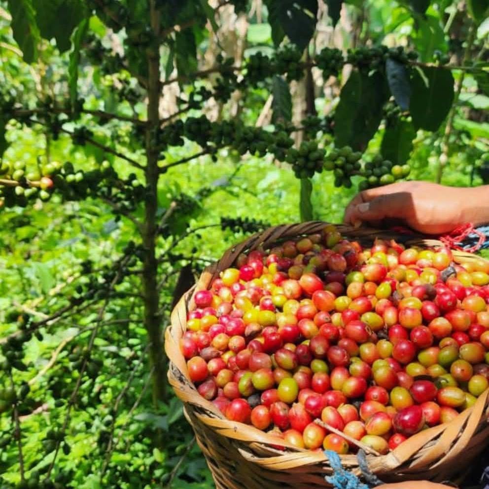 Las menores labores en cultivos de café, caña de azúcar y banano determinaron el retroceso del sector agrícola. (Cortesía: Redes sociales)
