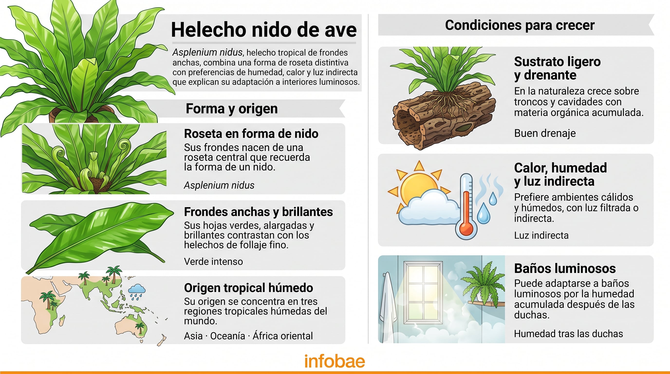 Características y necesidades de cultivo del helecho nido de ave. (Imagen Ilustrativa Infobae)