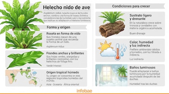 Ilustraciones de un helecho de hojas verdes, un mapa mundial, un tronco con raíces, un termómetro con sol y una ventana de baño.