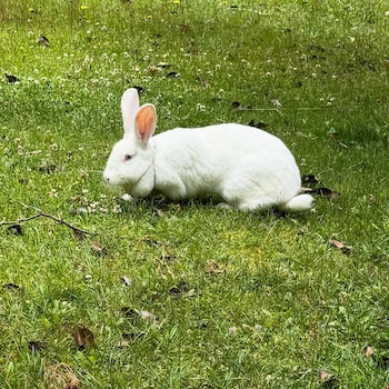 Carola del Bianco mostró parte