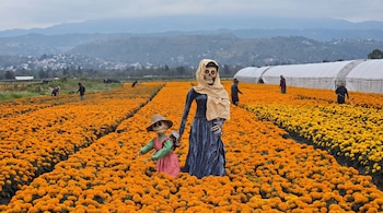 Campo de flores de cempasúchil con dos figuras de esqueletos vestidos, agricultores trabajando e invernaderos al fondo.
