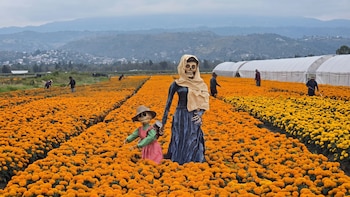 Día de Muertos 2026: dónde comprar cempasúchil artesanal, ver catrinas monumentales y vivir la tradición sin gastar mucho