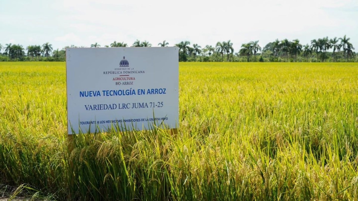 Encuentro del sector arrocero con el Ministerio de Agricultura en La Vega (foto de archivo, cortesía Presidencia)