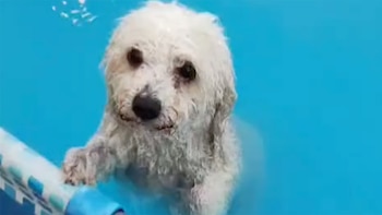 El gesto de arrepentimiento de