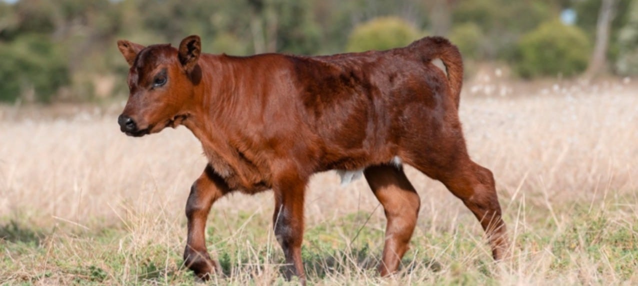 El SENASA intensificó el monitoreo sanitario mediante muestreos en bovinos jóvenes para confirmar la ausencia de circulación viral y sostener el estatus sanitario del país (inta)