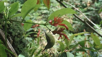 Aeschynanthus acuminatus, una enredadera de flores cortas y verdes