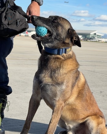 Dastan, un pastor belga malinois de siete años con experiencia internacional, llegó a Cali para apoyar la localización de sobrevivientes tras el terremoto - crédito Cuerpo de Bomberos de Bogotá