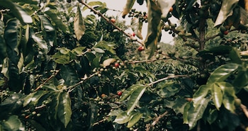 Starbucks Colombia donará un porcentaje