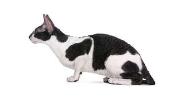 Por qué el cornish rex