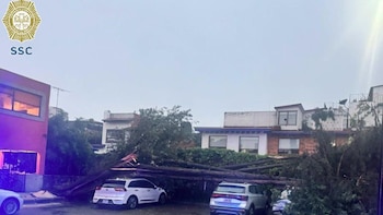 EN VIVO | Clima en CDMX y México hoy sábado 11 de julio: fuertes lluvias derriban árbol en la capital