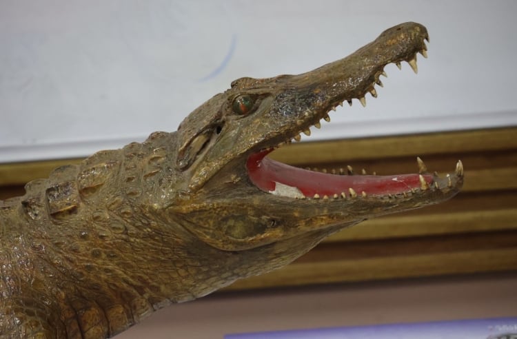 Entre los sitios con mayores concentraciones del reptil destacan los ríos con puertos pesqueros y las zonas cercanas a instalaciones camaroneras. (MiAmbiente)