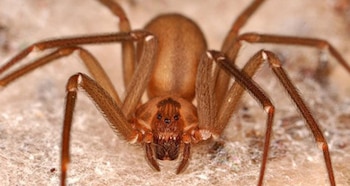 Estos arácnidos prefieren lugares con