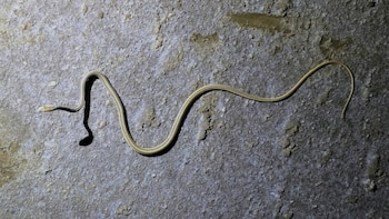 Ejemplar de serpiente de arena afroasiática encontrada en Kutch, India. (Departamento Forestal de Gujarat/X)