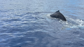 Investigadores descubrieron que cada tema del canto de la ballena jorobada corresponde a una fase distinta de su buceo.