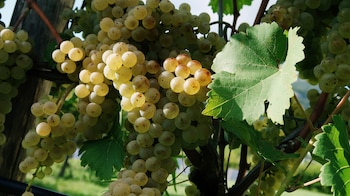 Un buen Chardonnay se define más por el lugar donde crece que por su composición, el terroir es el verdadero protagonista del carácter del vino (REUTERS/Fabrizio Bensch)