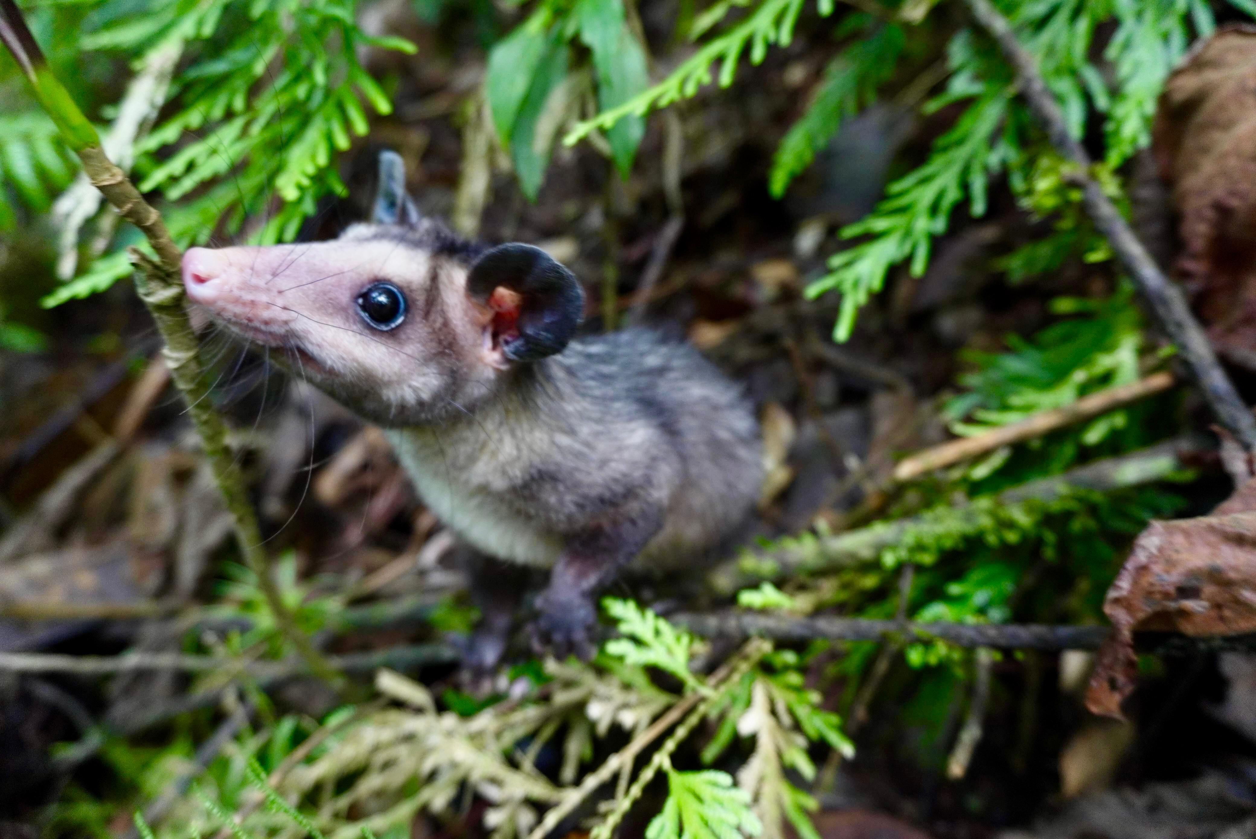 La zarigüeya fue intevenida de urgencias para lograr salvarle la vida - Corantioquia