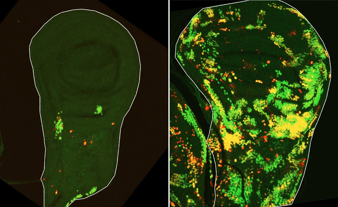Tejido epitelial a partir del cual se desarrolla el ala de la mosca ( Instituto Weizmann de Ciencias)