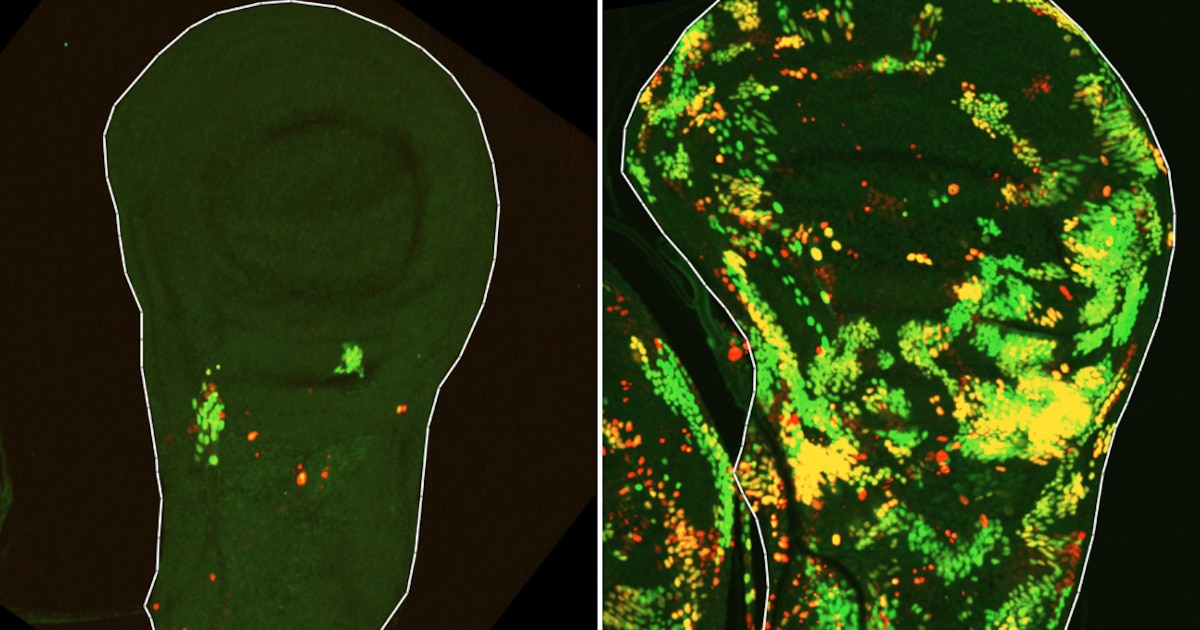 Células que sobreviven a la destrucción: el hallazgo que revoluciona la regeneración y el tratamiento del cáncer