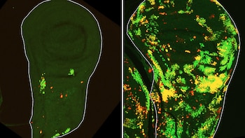Científicos de Israel descubren el
