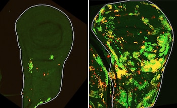 Tejido epitelial a partir del