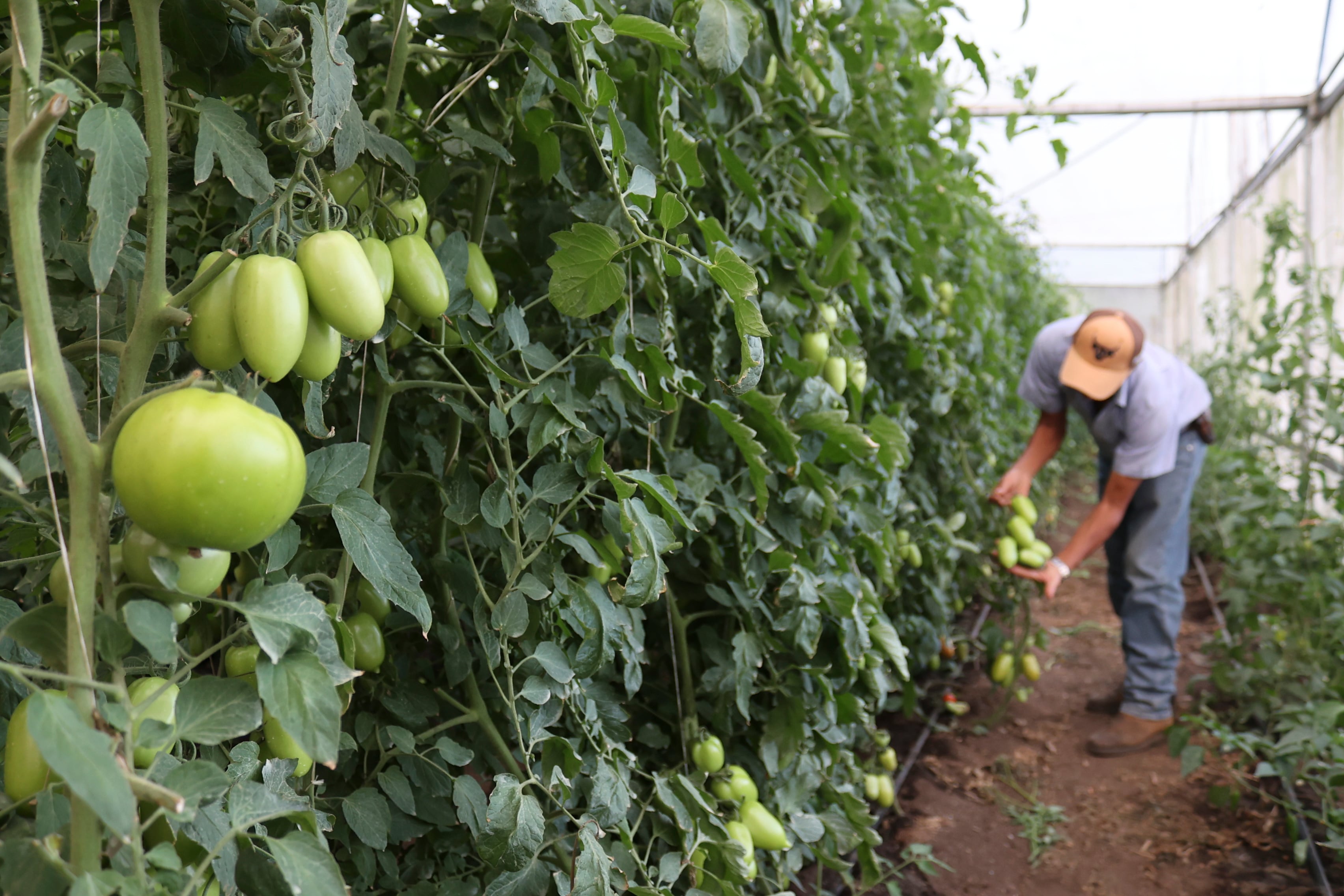 La agricultura orgánica se abre paso entre los agricultores panameños. EFE/ Marcelino Rosario