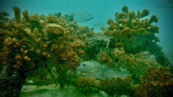 El blanqueamiento coralino ocurre cuando los corales expulsan las algas microscópicas que les proporcionan gran parte de sus nutrientes, lo que puede debilitarlos y provocar su muerte. Crédito: UNED