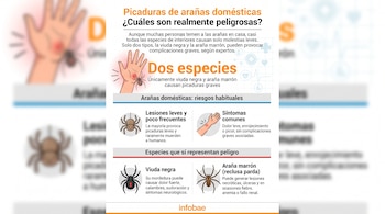 Infografía con título y texto sobre picaduras de araña, muestra una mano picada, una araña común, una viuda negra y una araña marrón.