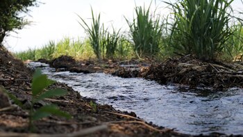 Los estudios del gobierno de