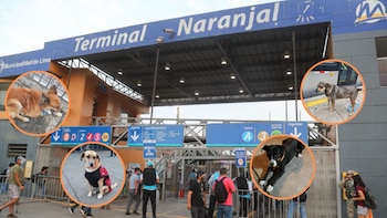 Retiro de perros en la