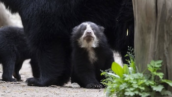 Campesino grabó video de una