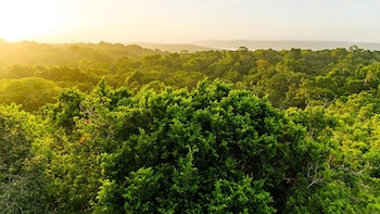 El gobierno de Guatemala crea fondo para la protección y recuperación de bosques