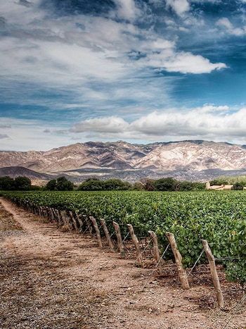 Bodega Colomé, fundada en 1831 y situada en el Valle Calchaquí, Salta, es reconocida por ser la bodega más antigua de la Argentina