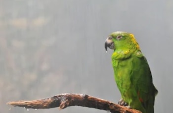 Resulta que su larga vida