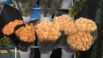 La oferta es amplia, desde