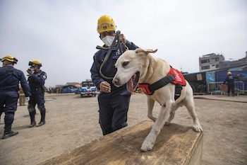 Los perros captan señales imperceptibles