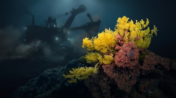Coral amarillo y ocre sobre rocas en primer plano, con silueta borrosa de maquinaria minera con luces en el fondo oscuro del océano.