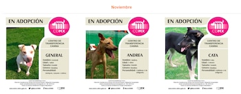 Perros que fueron ayudados por