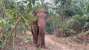 Un elefante de pie en un camino de tierra entre árboles, palmeras y hojas verdes.