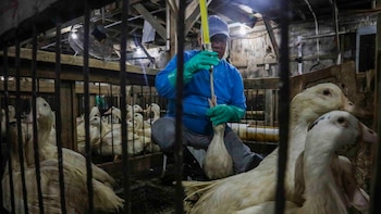 Nueva York prohibió la venta