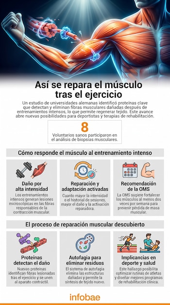 Ilustración anatómica de músculos, fibras y procesos celulares. Infografía con texto sobre reparación muscular, daño, autofagia, proteínas e implicaciones.