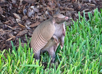 Un armadillo de caparazón marrón permanece erguido sobre un terreno de hierba verde y astillas de madera