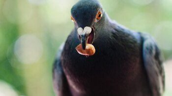 Medellín lanza plan para proteger