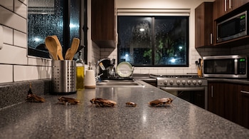 Cucarachas de distintos tamaños sobre una encimera gris en una cocina con electrodomésticos y ventanas mojadas por la lluvia.
