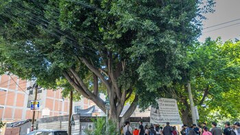 Así se salvó “Laureano”, un