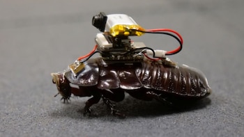 Cucaracha cyborg