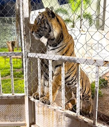 Entre la fauna asegurada se encontraban dos leones africanos, un coyote, un jaguar y un tigre de Bengala. (Crédito: FGR)